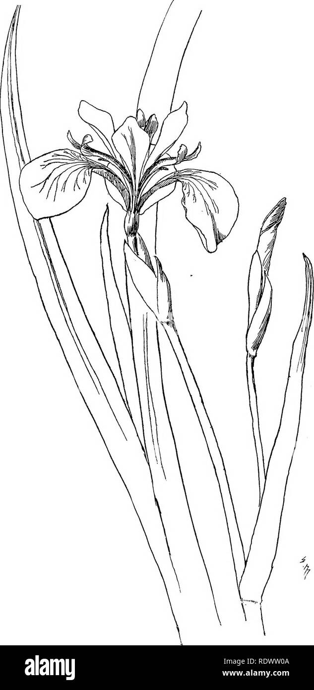 . Wild flowers of the north-eastern states: being three hundred and eight individuals common to the north-eastern United States. Botany. WILD IRIS : Iris versicolor.. Please note that these images are extracted from scanned page images that may have been digitally enhanced for readability - coloration and appearance of these illustrations may not perfectly resemble the original work.. Miller, Ellen Bell (Robertson) 1859-; Whiting, Margaret Christine. New York [etc. ] G. P. Putnam's Sons Stock Photo