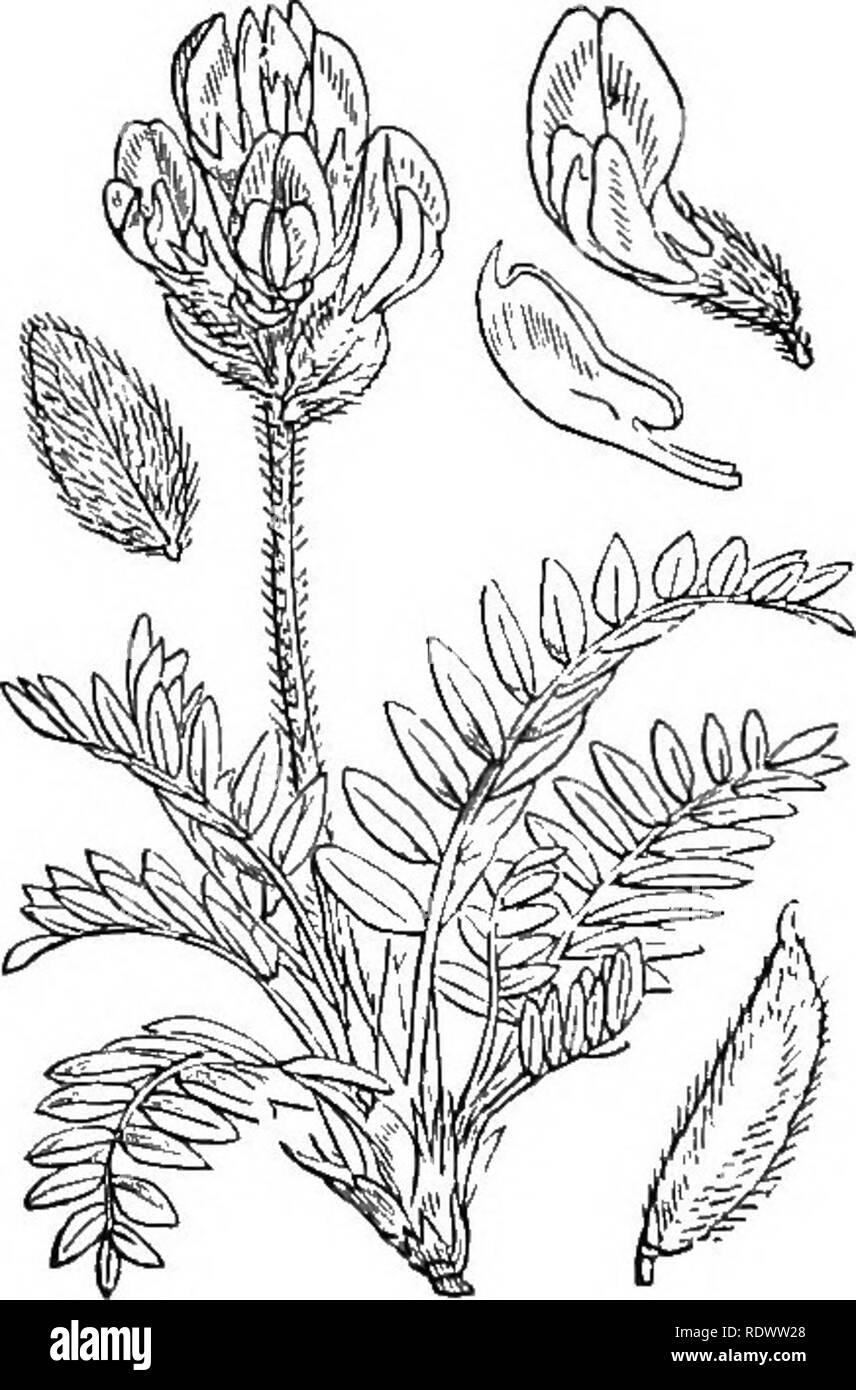 . Illustrations of the British flora: a series of wood engravings, with dissections, of British plants. Botany; Botany. 272. Oxytropis campestris, DC. Yellmi) O. 273. Oxytropis uralensis, DC. Pm-jile O.. Please note that these images are extracted from scanned page images that may have been digitally enhanced for readability - coloration and appearance of these illustrations may not perfectly resemble the original work.. Fitch, W. H. (Walter Hood), 1817-1892; Smith, George Worthington, 1835-1917; Bentham, George, 1800-1884. Handbook of the British flora. London, L. Reeve Stock Photo