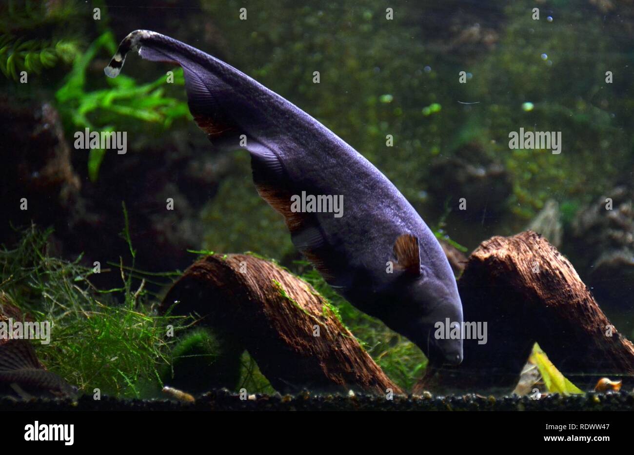 Apteronotus albifrons Aquarium tropical du Palais de la Porte Dorée 10 04 2016 1. Stock Photo
