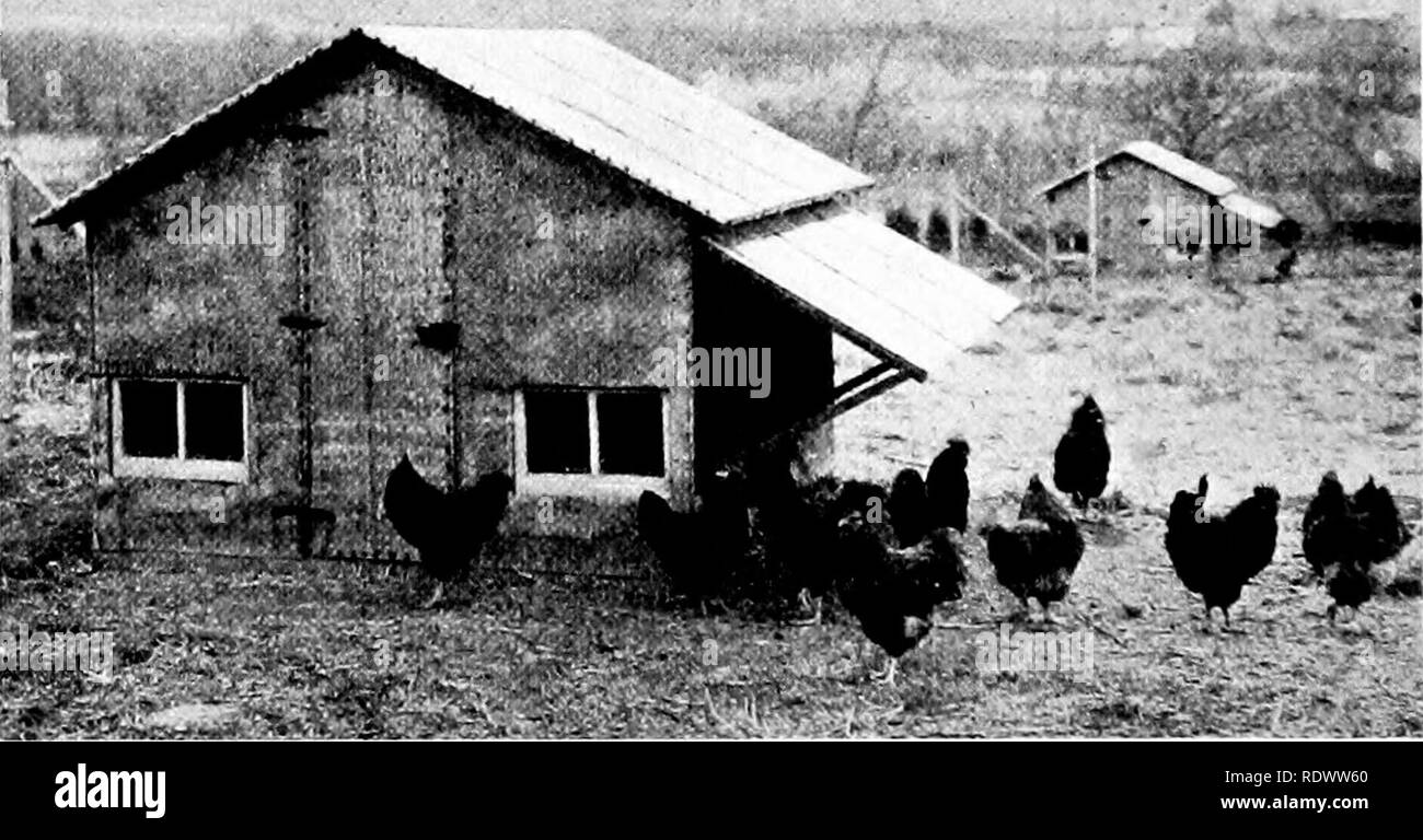 . Poultry production. Poultry. 274 POULTRY PRODUCTION develops into roup. Unless fairly frequently replaced th^ dirt becomes contaminated with filth and is a source of danger. The cement floor is dry, if properly constructed, and is sanitary, durable, and rat-proof.' It is not a cold floor when properly bedded with a straw litter. In order to insure a cement floor being dry it is necessary to take a precaution similar to the one mentioned in the case of the dirt floor. The capillary moisture must be stopped. A six- or eight-inch Fig. 147. The Kansas colony house. (Courtesy of Kansas Experiment Stock Photo