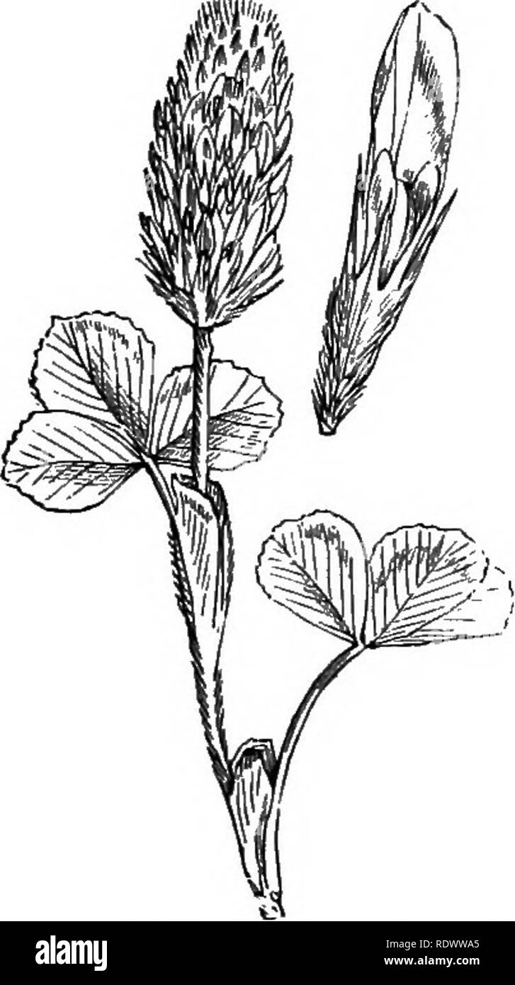 . Illustrations of the British flora: a series of wood engravings, with dissections, of British plants. Botany; Botany. 244. Trigonella purpurascens, Lam. T. ornithopodioides, DC. Birds-foot T. ; Y.. 245. Trifoliiim incarnatum, L. Crimson Clover.. Please note that these images are extracted from scanned page images that may have been digitally enhanced for readability - coloration and appearance of these illustrations may not perfectly resemble the original work.. Fitch, W. H. (Walter Hood), 1817-1892; Smith, George Worthington, 1835-1917; Bentham, George, 1800-1884. Handbook of the British fl Stock Photo