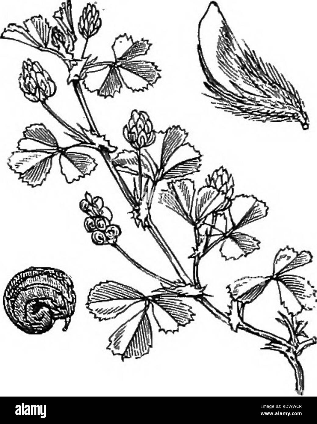 . Illustrations of the British flora: a series of wood engravings, with dissections, of British plants. Botany; Botany. 236. Medicago sativa, L. Lncer^i; P. 237. Medicago lupulina, L. Black M., Nonsmh; Y.. Please note that these images are extracted from scanned page images that may have been digitally enhanced for readability - coloration and appearance of these illustrations may not perfectly resemble the original work.. Fitch, W. H. (Walter Hood), 1817-1892; Smith, George Worthington, 1835-1917; Bentham, George, 1800-1884. Handbook of the British flora. London, L. Reeve Stock Photo