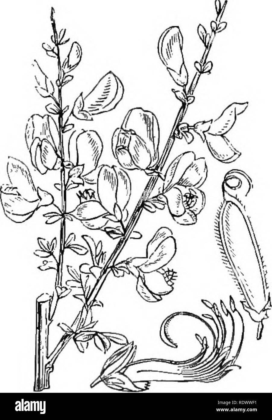 . Illustrations of the British flora: a series of wood engravings, with dissections, of British plants. Botany; Botany. 230. Genista pilosa, L. Hairy G.; V. 231. Genista anglica, L. Needle G., Petty Whin ; Y.. 232. Cytisus scoparius, Linlc. SavQthammis sc, Koch., vulgaris, Wimm. Broom ; Y.. Please note that these images are extracted from scanned page images that may have been digitally enhanced for readability - coloration and appearance of these illustrations may not perfectly resemble the original work.. Fitch, W. H. (Walter Hood), 1817-1892; Smith, George Worthington, 1835-1917; Bentham, G Stock Photo