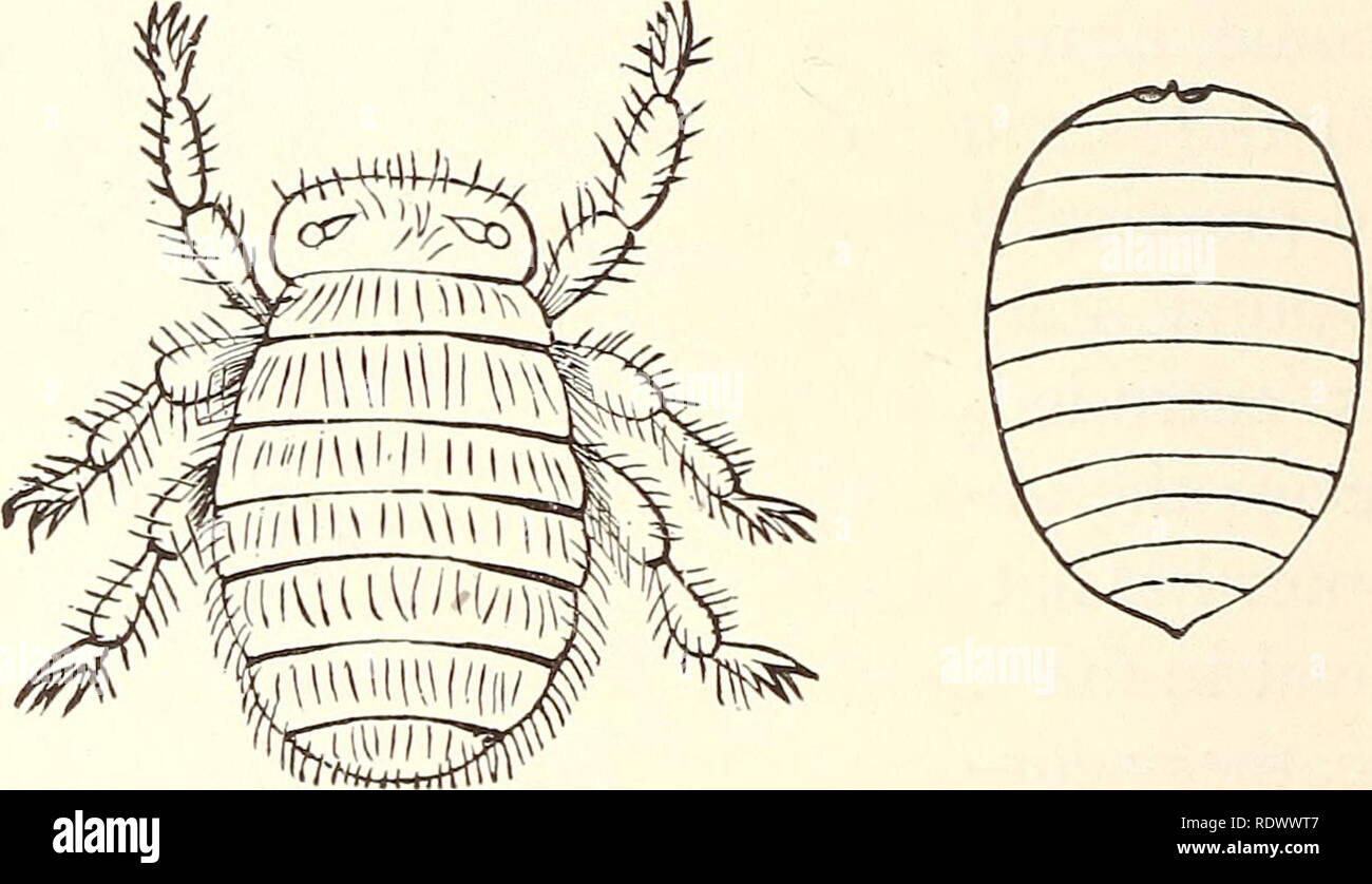 Parasite bee larva hi-res stock photography and images - Alamy