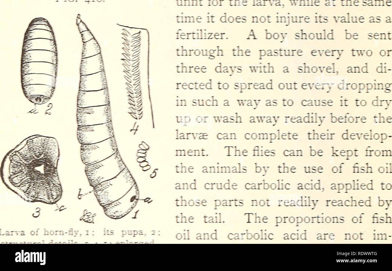 Economic entomology for the farmer 36c A^' EC0X0MIC EXTOMOLOGY. hornb.e  tales were told of the cestru::::c^u-rc of cattle. As a matter of lac:,  exc-e::: f:: irriii::; ::, no injur}". Aluch can