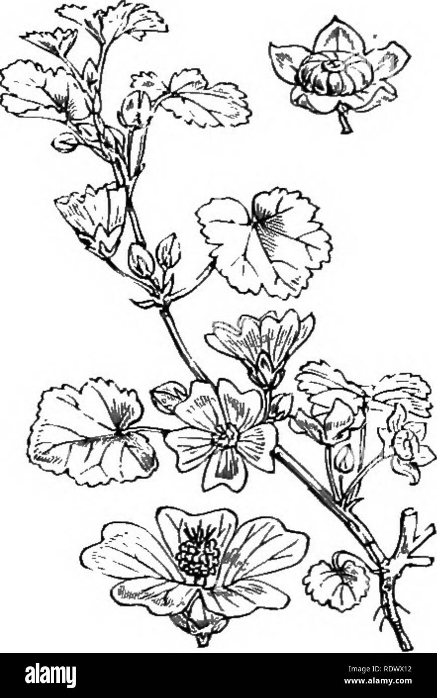 . Illustrations of the British flora: a series of wood engravings, with dissections, of British plants. Botany; Botany. 194. Radiola Millegrana, Sni. R. linoides. Roth. Allseed.. 196. Malva rotundifolia, L. Dwarf Mallow ; B.. Please note that these images are extracted from scanned page images that may have been digitally enhanced for readability - coloration and appearance of these illustrations may not perfectly resemble the original work.. Fitch, W. H. (Walter Hood), 1817-1892; Smith, George Worthington, 1835-1917; Bentham, George, 1800-1884. Handbook of the British flora. London, L. Reeve Stock Photo
