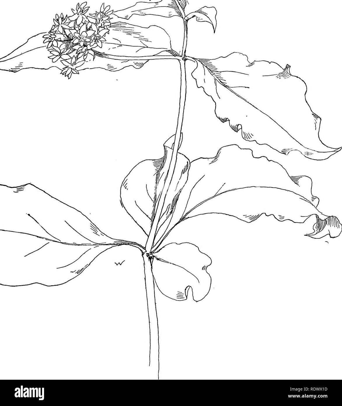Four leaved milkweed Black and White Stock Photos & Images - Alamy