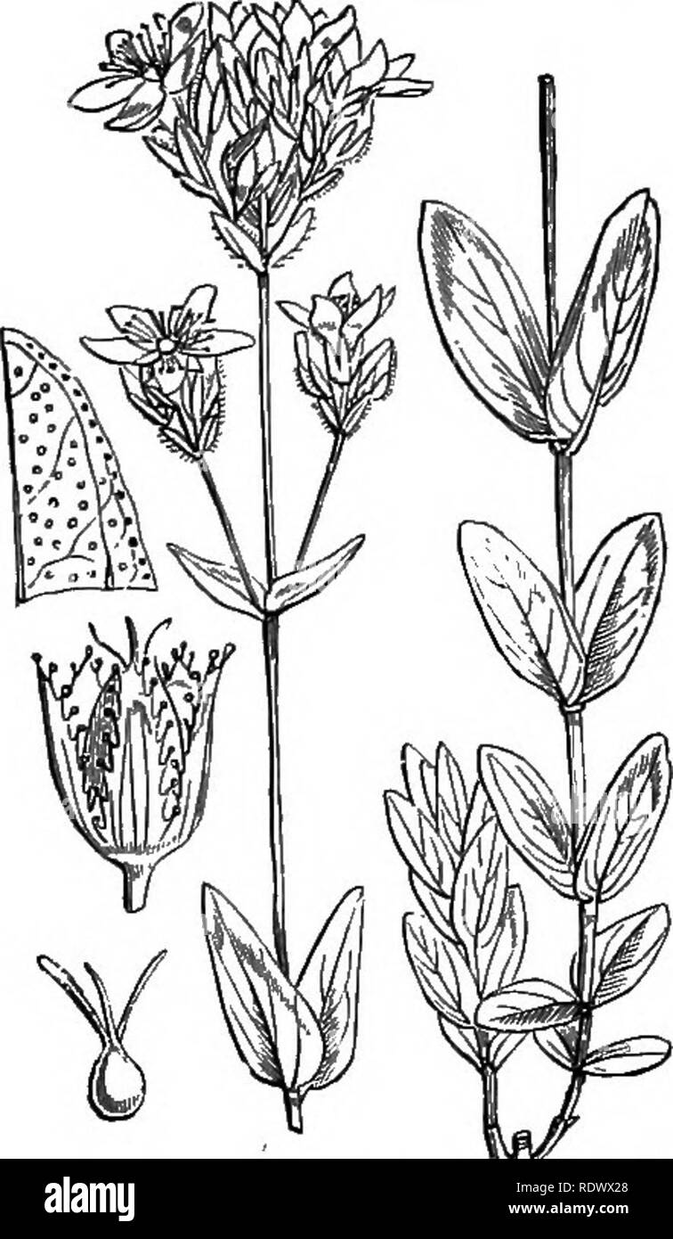 . Illustrations of the British flora: a series of wood engravings, with dissections, of British plants. Botany; Botany. l86. Hypericum pulchrum, L. Slender H.; Y-. Please note that these images are extracted from scanned page images that may have been digitally enhanced for readability - coloration and appearance of these illustrations may not perfectly resemble the original work.. Fitch, W. H. (Walter Hood), 1817-1892; Smith, George Worthington, 1835-1917; Bentham, George, 1800-1884. Handbook of the British flora. London, L. Reeve Stock Photo
