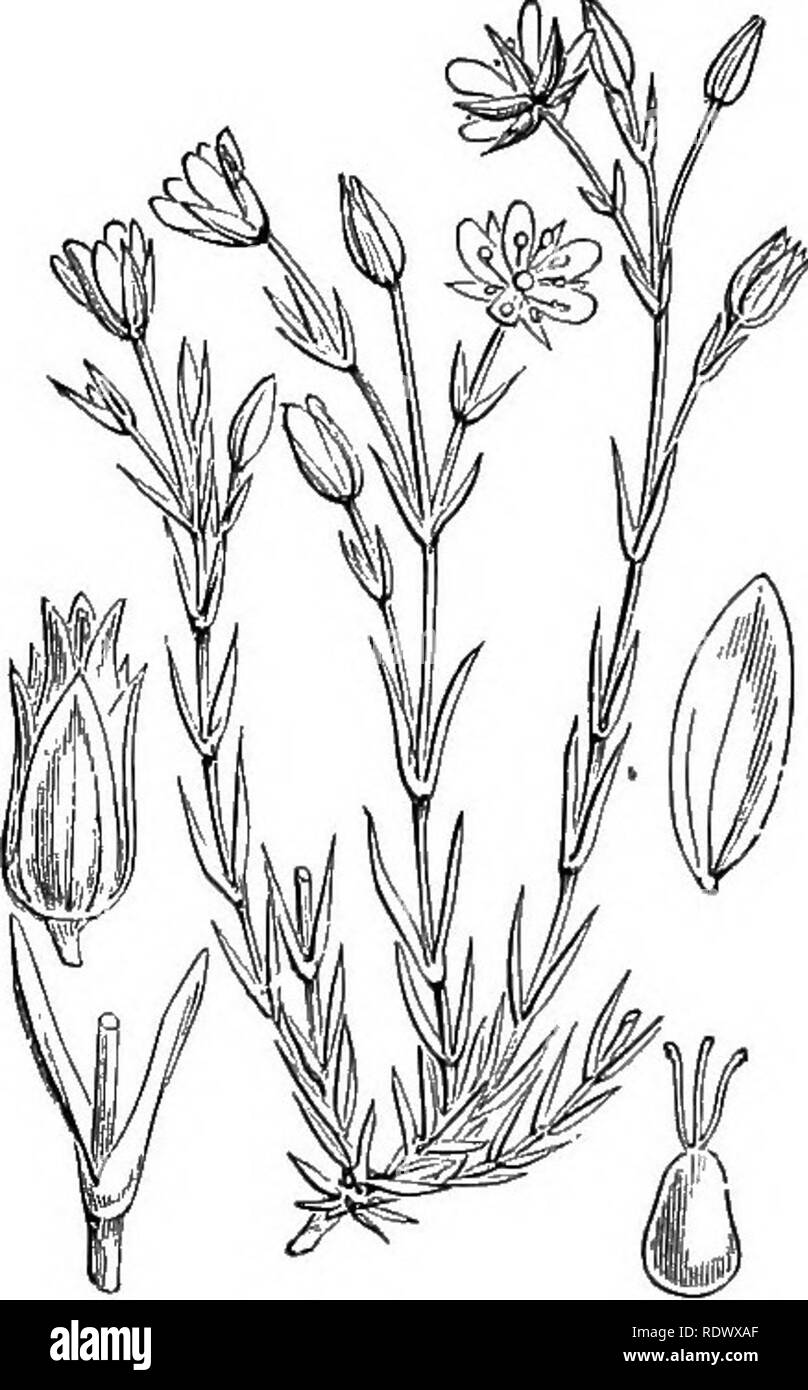 . Illustrations of the British flora: a series of wood engravings, with dissections, of British plants. Botany; Botany. 152. Arenaria uliginosa, Schl. Minuartia stricta, Hiern. Bog Sand%vori,. 151. Arenaria verna, L. Minuartia ver., Hiern. Ver^iai Sandwort.. Please note that these images are extracted from scanned page images that may have been digitally enhanced for readability - coloration and appearance of these illustrations may not perfectly resemble the original work.. Fitch, W. H. (Walter Hood), 1817-1892; Smith, George Worthington, 1835-1917; Bentham, George, 1800-1884. Handbook of the Stock Photo