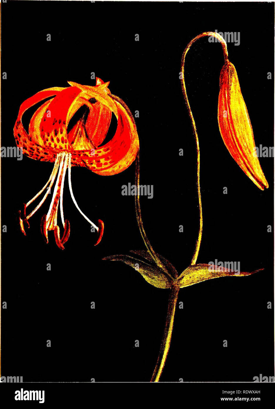 . Wild flowers from the mountains, can?ons and valleys of California; a selection of favorite blossoms, with reproductions from water colors. Wild flowers; Botany; Botany. Leopard Lily (Tiger Lily) Natural size Litium pardalinum—Lily Family. Please note that these images are extracted from scanned page images that may have been digitally enhanced for readability - coloration and appearance of these illustrations may not perfectly resemble the original work.. Clock, Emma (Graham). San Francisco, H. S. Crocker Co Stock Photo