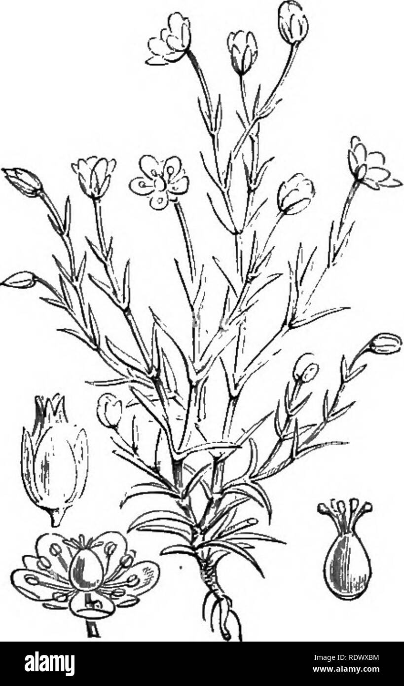 . Illustrations of the British flora: a series of wood engravings, with dissections, of British plants. Botany; Botany. 146. Lychnis alpina, L. Alpine Lychnis; Pk. 147. Sagina procumbens, L. Procii&gt;nbe?it Pearhvort.. 148. Sagina Linntei, Presl. S. saginofdes, Dalla T. Alpine Pearlioori.. Please note that these images are extracted from scanned page images that may have been digitally enhanced for readability - coloration and appearance of these illustrations may not perfectly resemble the original work.. Fitch, W. H. (Walter Hood), 1817-1892; Smith, George Worthington, 1835-1917; Bentham, G Stock Photo