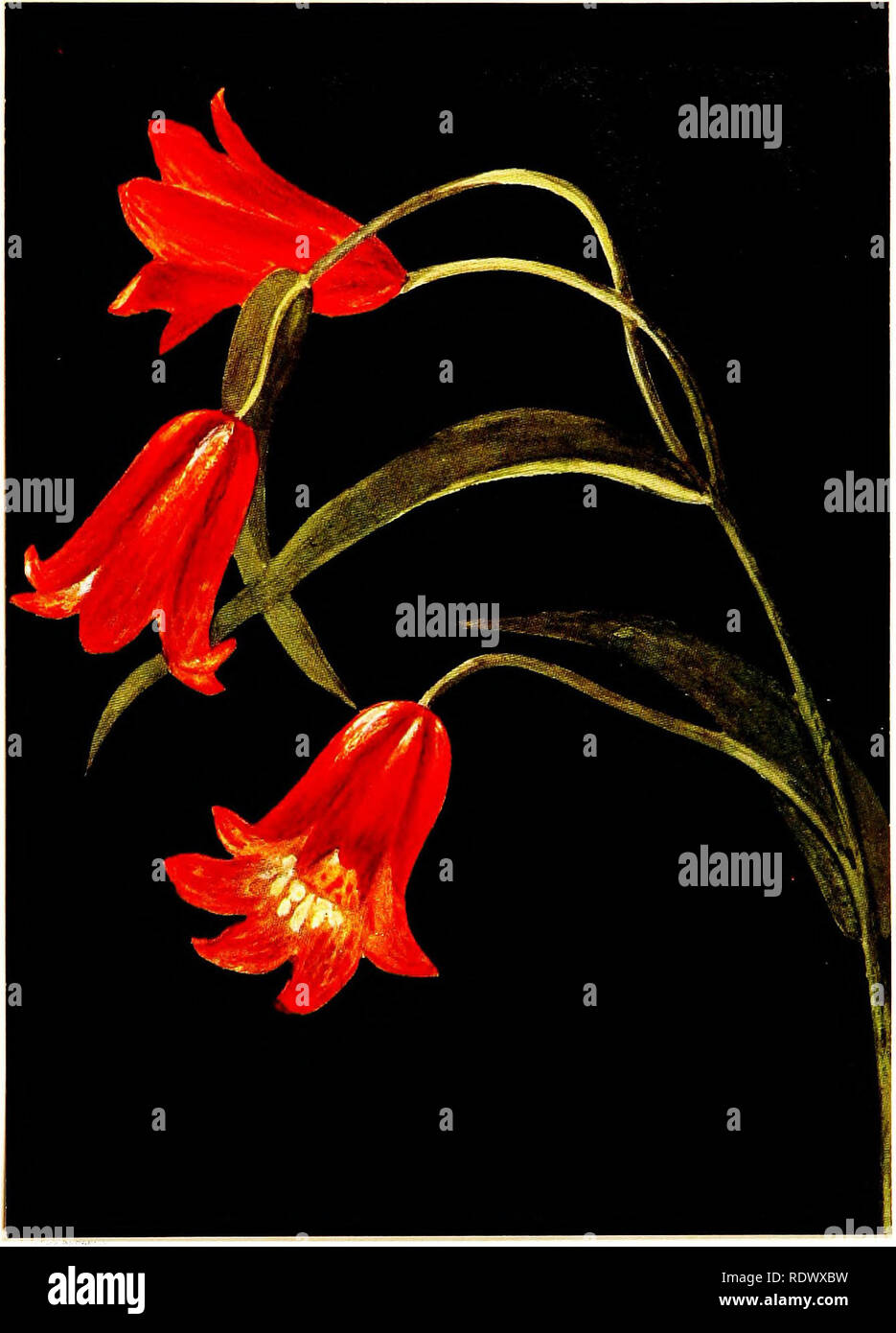 . Wild flowers from the mountains, can?ons and valleys of California; a selection of favorite blossoms, with reproductions from water colors. Wild flowers; Botany; Botany. Scarlet Fritillaria Slightly reduced Fritillaria coccinea—Lily Family. Please note that these images are extracted from scanned page images that may have been digitally enhanced for readability - coloration and appearance of these illustrations may not perfectly resemble the original work.. Clock, Emma (Graham). San Francisco, H. S. Crocker Co Stock Photo