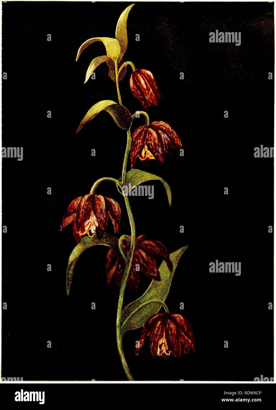 . Wild flowers from the mountains, can?ons and valleys of California; a selection of favorite blossoms, with reproductions from water colors. Wild flowers; Botany; Botany. Mission Bells Reduced one-half Fritillaria lanceolata—Liy Family. Please note that these images are extracted from scanned page images that may have been digitally enhanced for readability - coloration and appearance of these illustrations may not perfectly resemble the original work.. Clock, Emma (Graham). San Francisco, H. S. Crocker Co Stock Photo