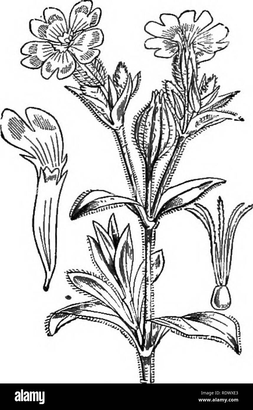 . Illustrations of the British flora: a series of wood engravings, with dissections, of British plants. Botany; Botany. 140. Silene noctiflora, L. Night'fioujering S.. 141. Lychnis vespertina, Sib. L. alba, Mill. white Lychnis, D 2. Please note that these images are extracted from scanned page images that may have been digitally enhanced for readability - coloration and appearance of these illustrations may not perfectly resemble the original work.. Fitch, W. H. (Walter Hood), 1817-1892; Smith, George Worthington, 1835-1917; Bentham, George, 1800-1884. Handbook of the British flora. London, L. Stock Photo