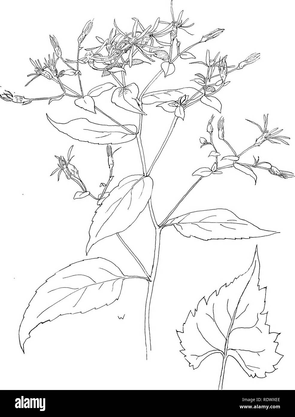 . Wild flowers of the north-eastern states: being three hundred and eight individuals common to the north-eastern United States. Botany. WHITE WOOD ASTER : A. corymbosus.. Please note that these images are extracted from scanned page images that may have been digitally enhanced for readability - coloration and appearance of these illustrations may not perfectly resemble the original work.. Miller, Ellen Bell (Robertson) 1859-; Whiting, Margaret Christine. New York [etc. ] G. P. Putnam's Sons Stock Photo