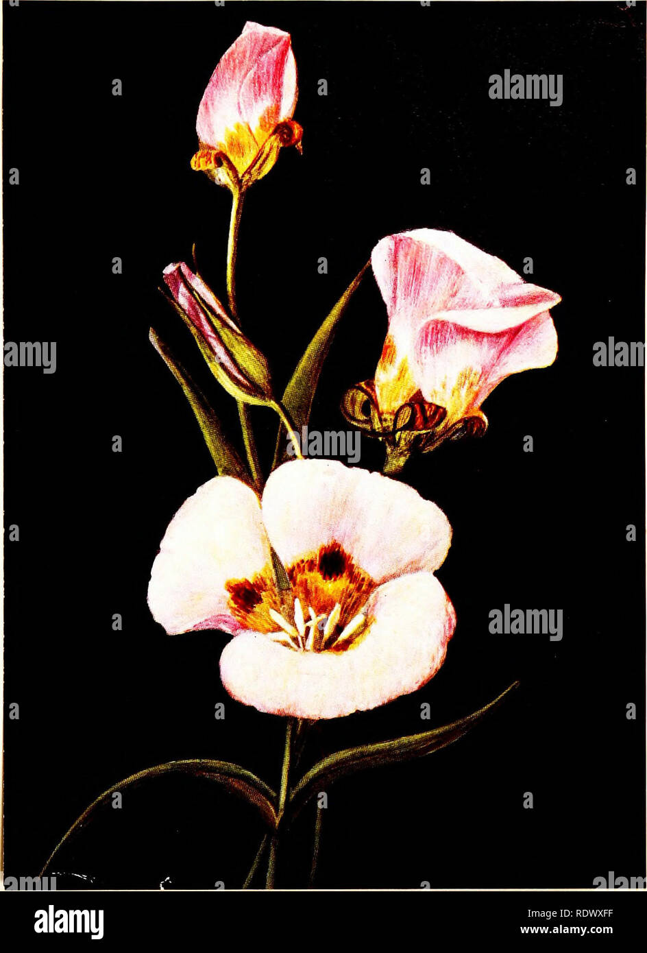. Wild flowers from the mountains, can?ons and valleys of California; a selection of favorite blossoms, with reproductions from water colors. Wild flowers; Botany; Botany. Mariposa Tulip Reduced one-third Calochortus venustus—Lily Family. Please note that these images are extracted from scanned page images that may have been digitally enhanced for readability - coloration and appearance of these illustrations may not perfectly resemble the original work.. Clock, Emma (Graham). San Francisco, H. S. Crocker Co Stock Photo