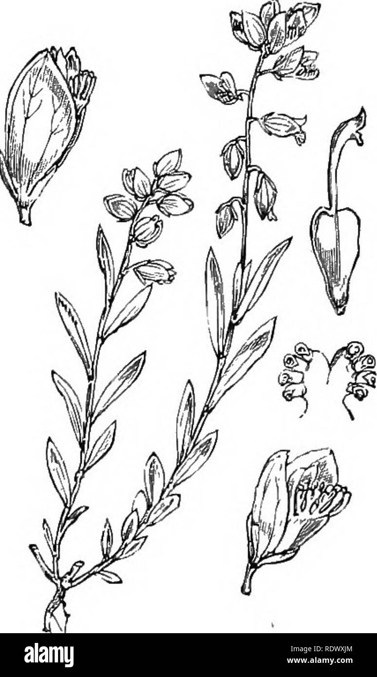 . Illustrations of the British flora: a series of wood engravings, with dissections, of British plants. Botany; Botany. 126. Viola tricolor, L. Heartsease; P., //'., or Y. 127. Polygala vulgaris, L. Milkwort; B. XI. FRANKENIACE^. XII. CARYOPHYLLACE^.. Please note that these images are extracted from scanned page images that may have been digitally enhanced for readability - coloration and appearance of these illustrations may not perfectly resemble the original work.. Fitch, W. H. (Walter Hood), 1817-1892; Smith, George Worthington, 1835-1917; Bentham, George, 1800-1884. Handbook of the Britis Stock Photo