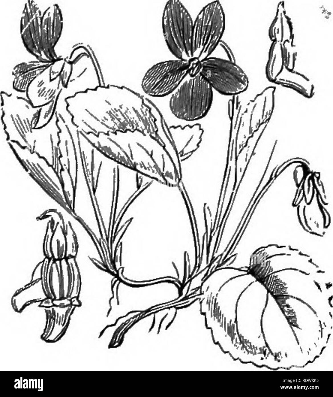 wood violet coloring pages