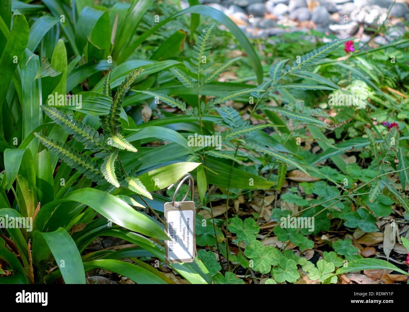 Arachniodes simplicior 'Variegata' - Marie Selby Botanical Gardens - Sarasota, Florida - Stock Photo