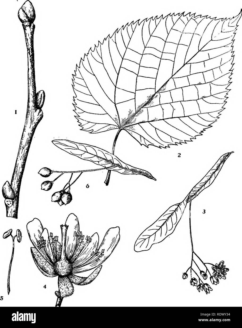 . Michigan trees; a handbook of the native and most important introduced species. Trees. Basswood. 1. Winter twig, x I. 2. Leaf, X y^. 3. Cyme of flowers, with its bract, x }4. 4. Flower, with two petals, petaloid scales and stamens removed, enlarged. 5. Stamen, enlarged. 6. Fruit, X Yi. — 200 —. Please note that these images are extracted from scanned page images that may have been digitally enhanced for readability - coloration and appearance of these illustrations may not perfectly resemble the original work.. Otis, Charles Herbert, 1886. Ann Arbor, The Regents Stock Photo