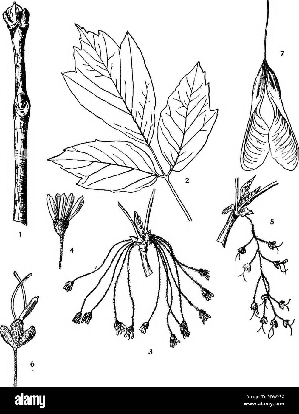 . Michigan trees; a handbook of the native and most important introduced species. Trees. Boxelder. Asb-Ieared Maple. 1. Winter twig, x i. 2. Leaf, X Yi. 3. S'taminate flowering branchlet, x ^. 4. Starainate flower, enlarged. 5. Pistillate flowering branchlet, x J^. 6. Pistillate flower, enlarged. 7 Fruit, X I. — 192 —. Please note that these images are extracted from scanned page images that may have been digitally enhanced for readability - coloration and appearance of these illustrations may not perfectly resemble the original work.. Otis, Charles Herbert, 1886. Ann Arbor, The Regents Stock Photo