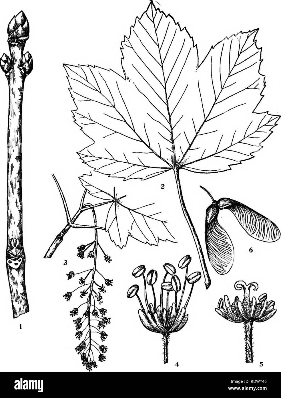 . Michigan trees; a handbook of the native and most important introduced species. Trees. Sycamore Maple. 1. Winter twig, x i. 2. Leaf, X Yz. 3. Flowering branchlet, x V^. 4. Staminate flower, enlarged. 5. Perfect flower, enlarged. 6. Fruit, X Yi. — 190 —. Please note that these images are extracted from scanned page images that may have been digitally enhanced for readability - coloration and appearance of these illustrations may not perfectly resemble the original work.. Otis, Charles Herbert, 1886. Ann Arbor, The Regents Stock Photo