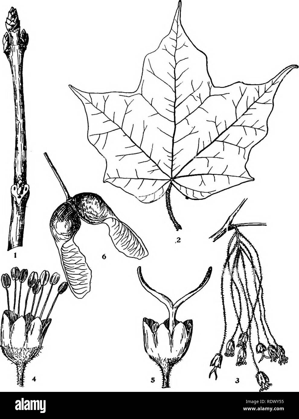 . Michigan trees; a handbook of the native and most important introduced species. Trees. Black Maple. Black Sngar Maple. 1. Winter twig, x 2. 2. Leaf, X J4. 3. Flowering branchlet, x J^. 4. Staminate flower, enlarged. 5. Pistillate flower, enlarged. 6. Fruit, X I. — 182 —. Please note that these images are extracted from scanned page images that may have been digitally enhanced for readability - coloration and appearance of these illustrations may not perfectly resemble the original work.. Otis, Charles Herbert, 1886. Ann Arbor, The Regents Stock Photo