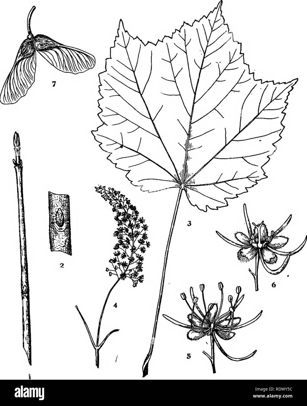. Michigan trees; a handbook of the native and most important introduced species. Trees. Mountain Maple. 1. Winter twig, x I. 2. Portion of twig, enlarged. 3. Leaf, X Y-i. 4. Flowering branchlet, x J^. 5. Staminate flower, enlarged. 6. Pistillate flower, enlarged. 7. Fruit, X I. — 178 —. Please note that these images are extracted from scanned page images that may have been digitally enhanced for readability - coloration and appearance of these illustrations may not perfectly resemble the original work.. Otis, Charles Herbert, 1886. Ann Arbor, The Regents Stock Photo