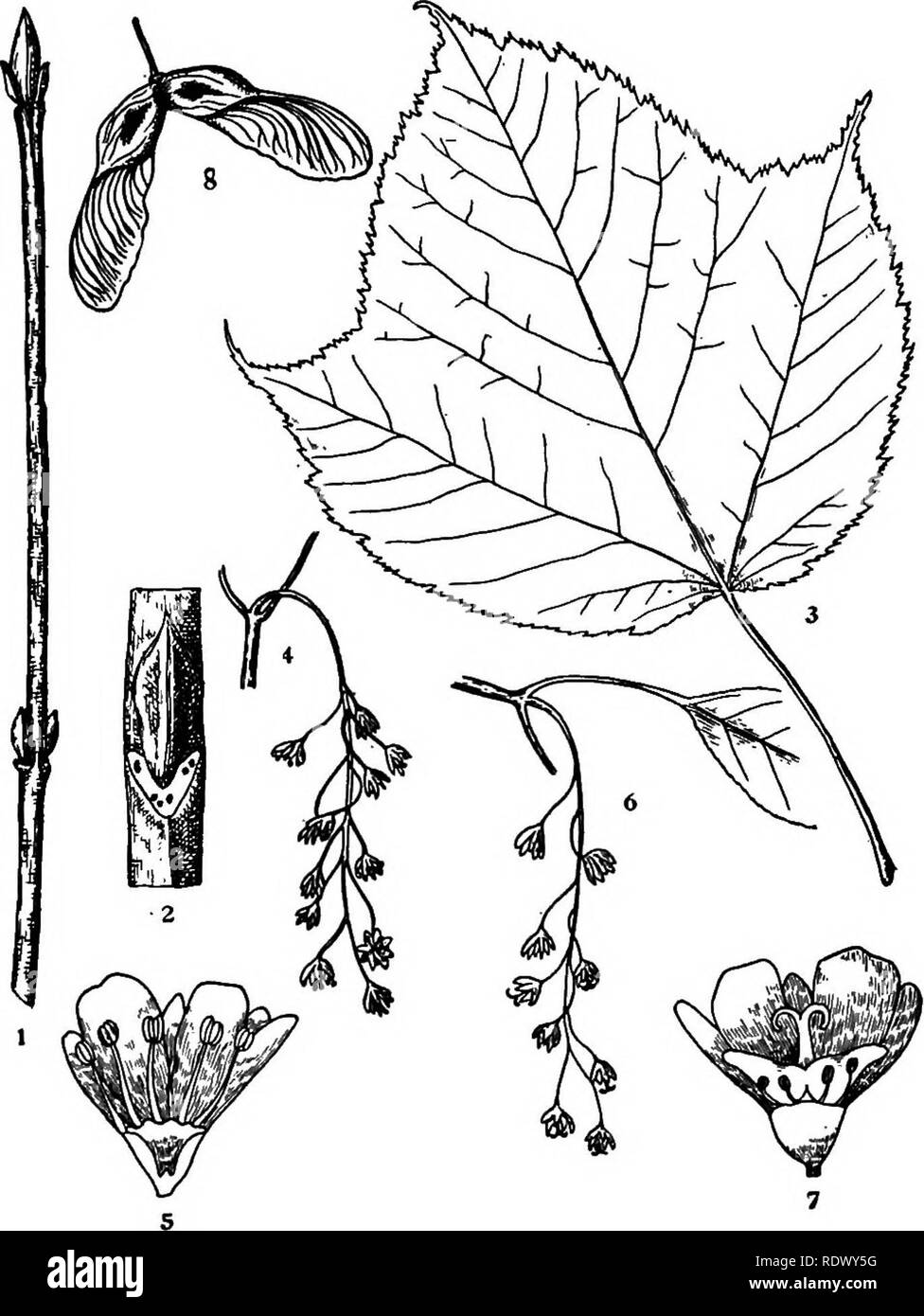 . Michigan trees; a handbook of the native and most important introduced species. Trees. striped Maple. Moosewood. Whistlewood. 1. Winter twig, x I. 2. Portion of twig, enlarged. 3. Leaf, X ^. 4. Staminate flowering branchlet, x ^2. S- Vertical section of staminate flower, enlarged. 6. Pistillate flowering branchlet, x J4. 7. Vertical section of pistillate flower, enlarged, a Fruit, X U- — 176 —. Please note that these images are extracted from scanned page images that may have been digitally enhanced for readability - coloration and appearance of these illustrations may not perfectly resemble Stock Photo