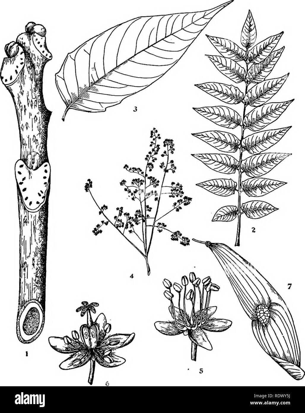 . Michigan trees; a handbook of the native and most important introduced species. Trees. Ailantliiis. Tree of HeaTcn. 1. Winter twig, x i. 2. Leaf, X ys. 3- Iveaflet, x H- -4. Staminate inflorescence, x ^. 5. Staminate flower, enlarged. 6. Pistillate flower, enlarged. 7. Fruit, X I. — 170 —. Please note that these images are extracted from scanned page images that may have been digitally enhanced for readability - coloration and appearance of these illustrations may not perfectly resemble the original work.. Otis, Charles Herbert, 1886. Ann Arbor, The Regents Stock Photo