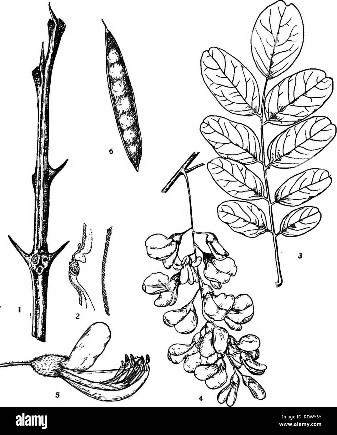 . Michigan trees; a handbook of the native and most important introduced species. Trees. Locnst. Black Locnst. 1. Winter twig, x i. 2. Vertical section through lateral buds, enlarged. 3. Leaf, X Vz. 4. Raceme of flowers, x J4. 5. Flower, with part of corolla removed, enlarged. 6. Fruit, X Yi. — 168 —. Please note that these images are extracted from scanned page images that may have been digitally enhanced for readability - coloration and appearance of these illustrations may not perfectly resemble the original work.. Otis, Charles Herbert, 1886. Ann Arbor, The Regents Stock Photo