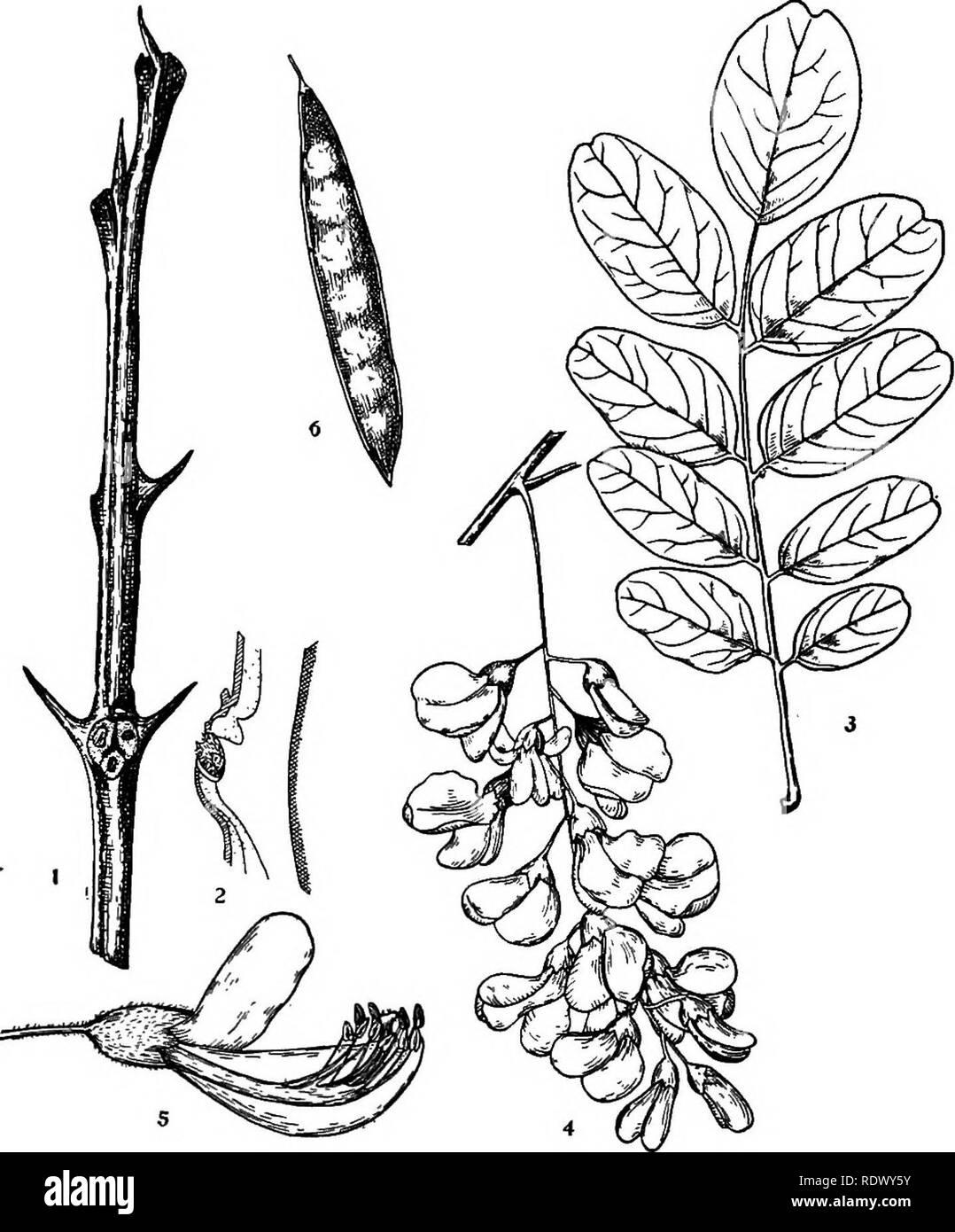 Michigan Trees A Handbook Of The Native And Most Important Introduced Species Trees Locnst Black Locnst 1 Winter Twig X I 2 Vertical Section Through Lateral Buds Enlarged 3 Leaf X