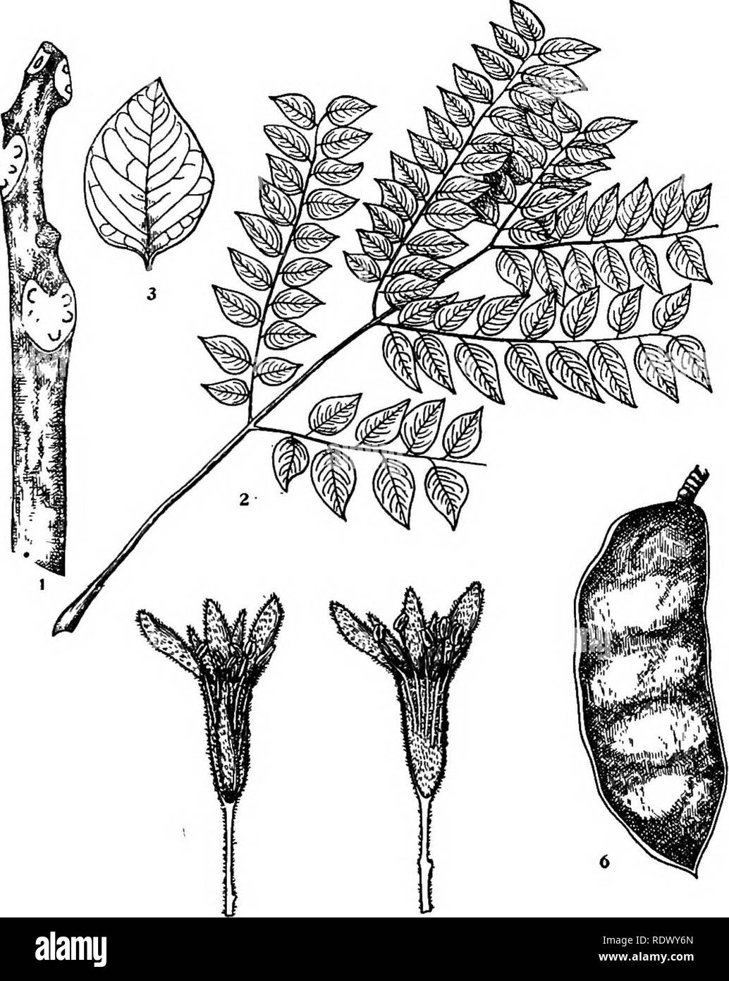. Michigan trees; a handbook of the native and most important introduced species. Trees. Coffeetree. Kentucky Coffeetree. 1. Winter twig, x I. 2. Leaf, X %. 3. Leaflet, x J4. 4. Vertical section of staminate flower, enlarged. 5. Vertical section of pistillate flower, enlarged. 6. Fruit, X %. — 162 —. Please note that these images are extracted from scanned page images that may have been digitally enhanced for readability - coloration and appearance of these illustrations may not perfectly resemble the original work.. Otis, Charles Herbert, 1886. Ann Arbor, The Regents Stock Photo