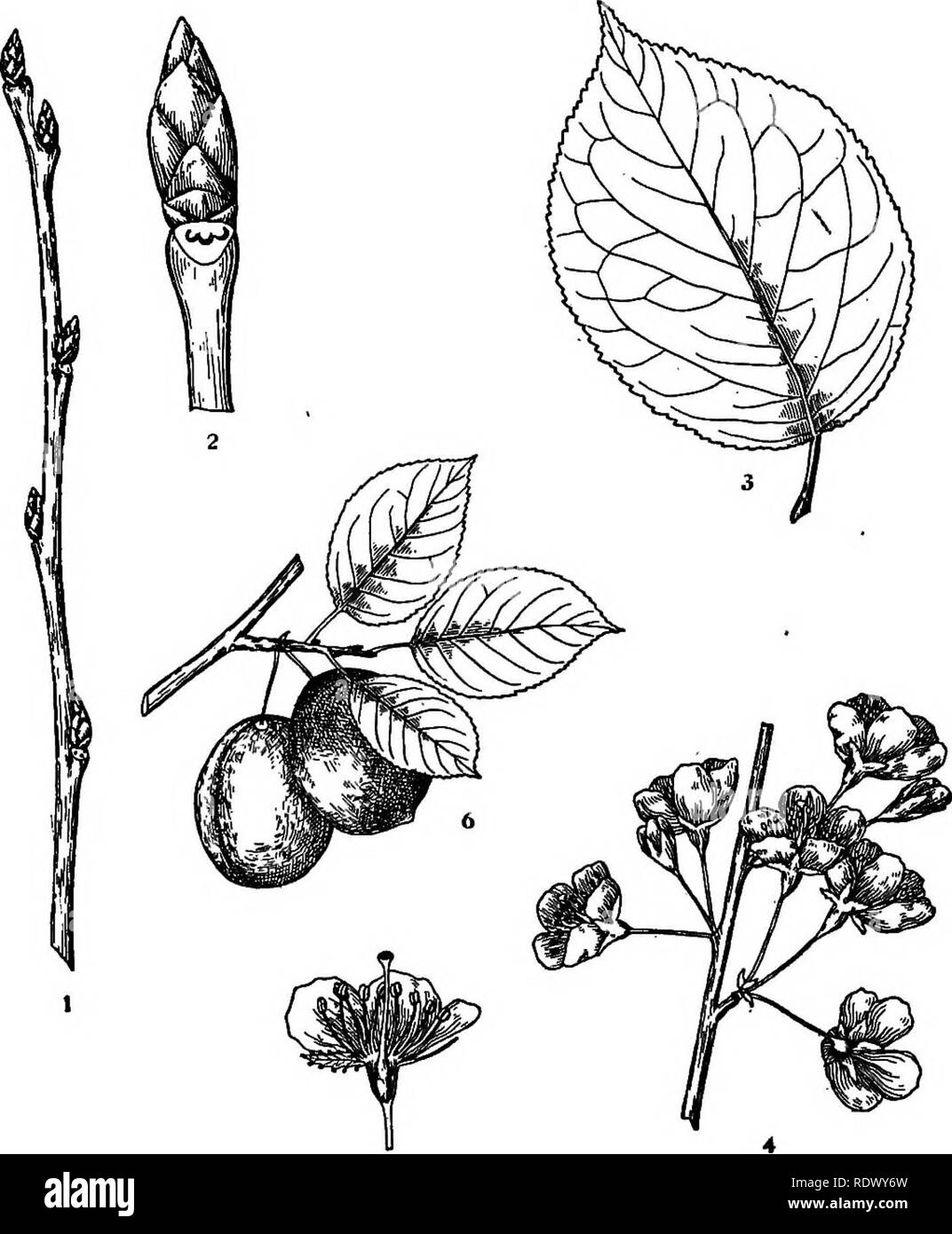 . Michigan trees; a handbook of the native and most important introduced species. Trees. Canada Flnm. Bed Plum. 1. Winter twig, x I. 2. Portion of twig, enlarged. 3. Leaf, X y-i. 4. Flowering branchlet, x Yz. 5. Vertical section of flower, 6. Fruiting branchlet, x ^. — 160 —. Please note that these images are extracted from scanned page images that may have been digitally enhanced for readability - coloration and appearance of these illustrations may not perfectly resemble the original work.. Otis, Charles Herbert, 1886. Ann Arbor, The Regents Stock Photo