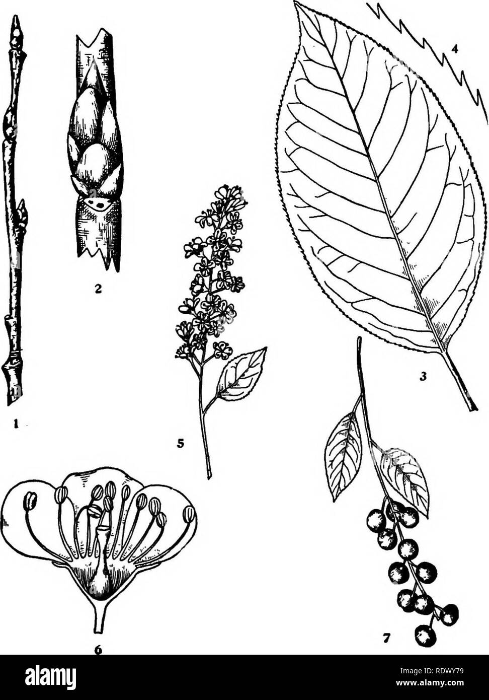 . Michigan trees; a handbook of the native and most important introduced species. Trees. Choke Cherry. 1. Winter twig, x i. 2. Portion of twig, enlarged. 3. Leaf, X I. 4. Margin of leaf, enlarged. 5. Flowering branchlet, x J4. 6. Vertical section of flower, enlarged. 7. Fruit, X V-i. — 156 —. Please note that these images are extracted from scanned page images that may have been digitally enhanced for readability - coloration and appearance of these illustrations may not perfectly resemble the original work.. Otis, Charles Herbert, 1886. Ann Arbor, The Regents Stock Photo