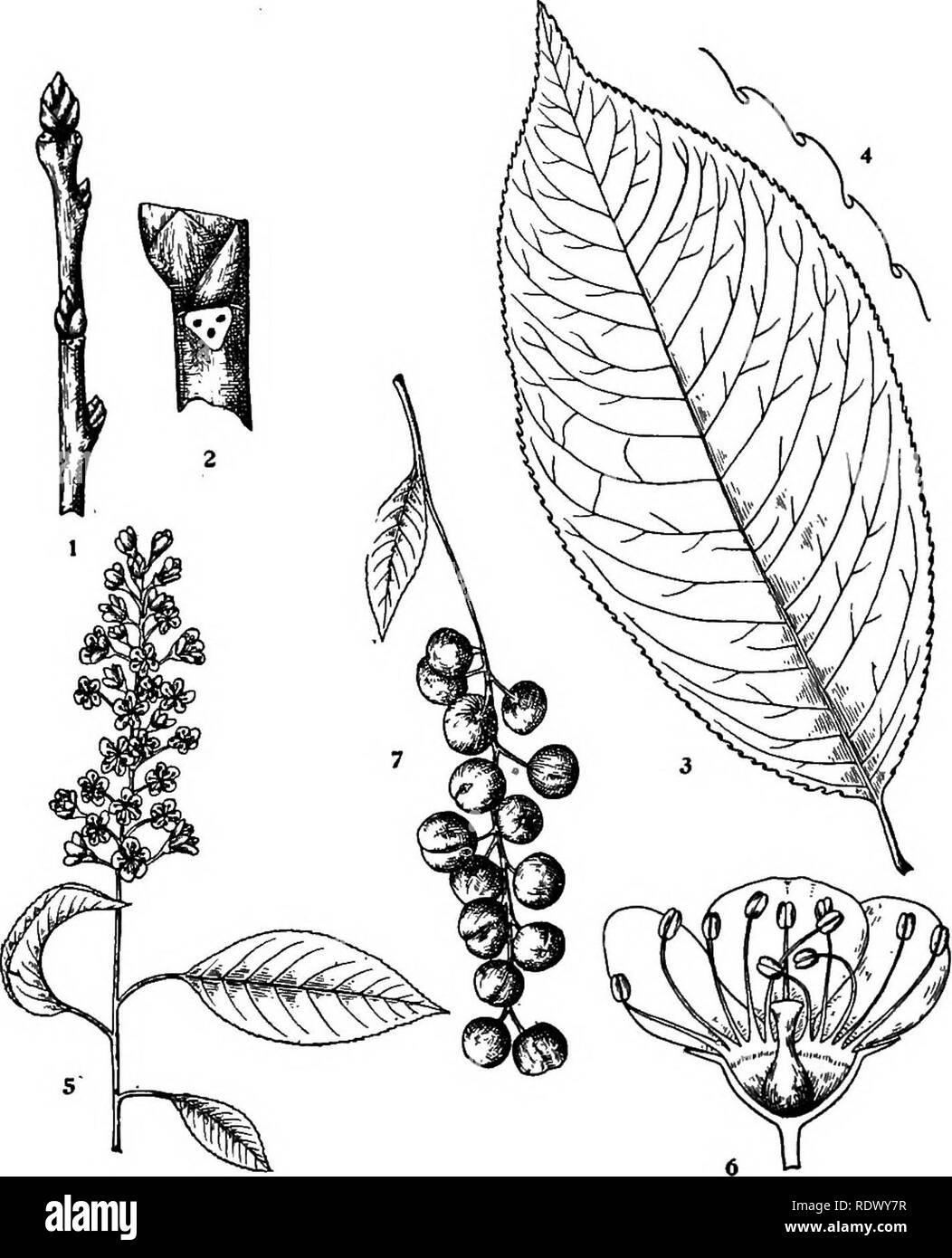 . Michigan trees; a handbook of the native and most important introduced species. Trees. Black Cherry. Winter twig, x I. Portion of twig, enlarged. Leaf, X ^. Margin of leaf, enlarged. Flowering branohlet, x Yi. Vertical section of flower, enlargec'. Fruiting branchlet, x J.2. — 154 —. Please note that these images are extracted from scanned page images that may have been digitally enhanced for readability - coloration and appearance of these illustrations may not perfectly resemble the original work.. Otis, Charles Herbert, 1886. Ann Arbor, The Regents Stock Photo