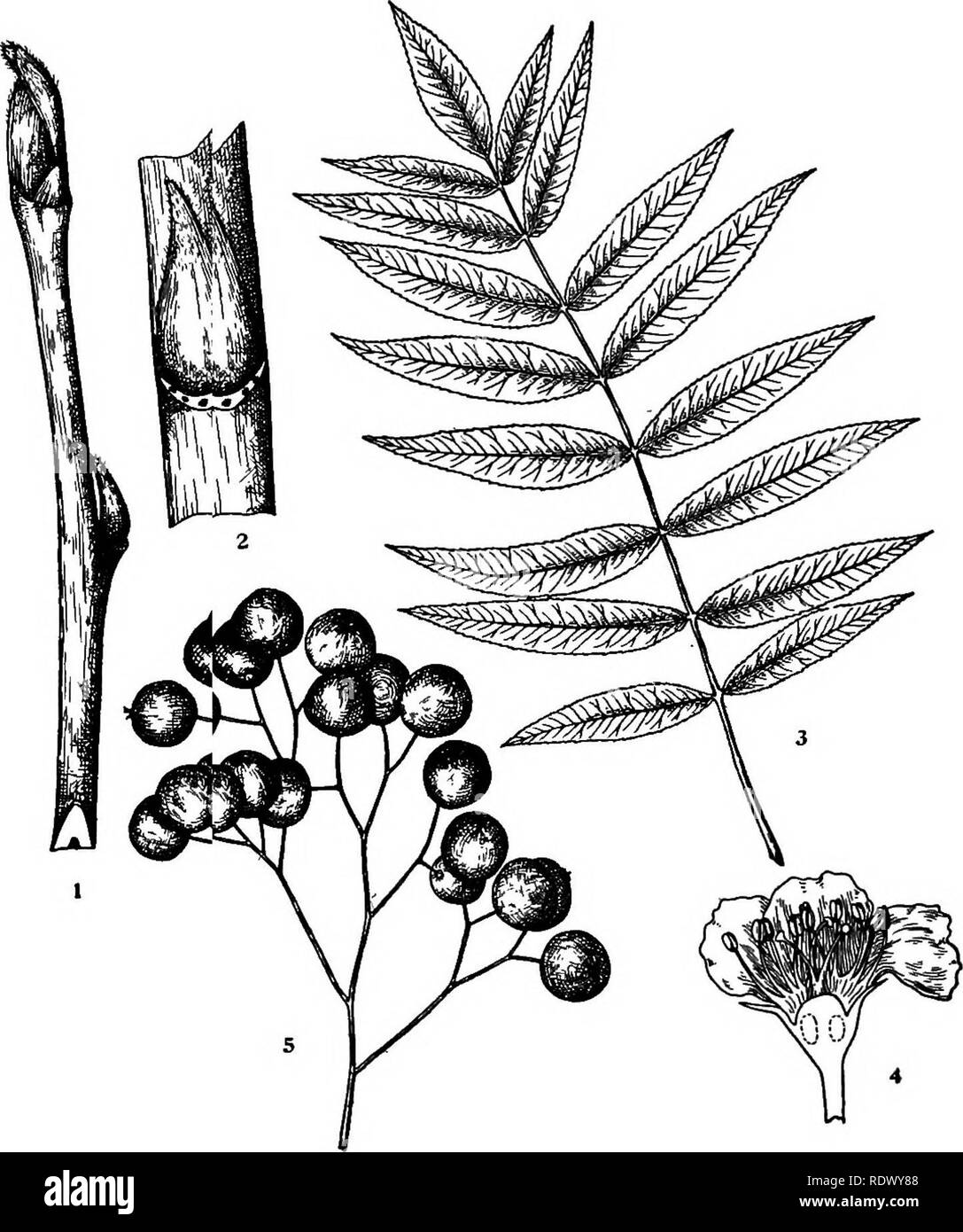 . Michigan trees; a handbook of the native and most important introduced species. Trees. Mountain Ash. I Winter twig, x i- , , 2. Portion of twig, enlarged. T. Leaf, X }4- , J 1 Vertical section of flower, enlarged. 5 Portion of a fruiting cyme, — 146 — X I.. Please note that these images are extracted from scanned page images that may have been digitally enhanced for readability - coloration and appearance of these illustrations may not perfectly resemble the original work.. Otis, Charles Herbert, 1886. Ann Arbor, The Regents Stock Photo