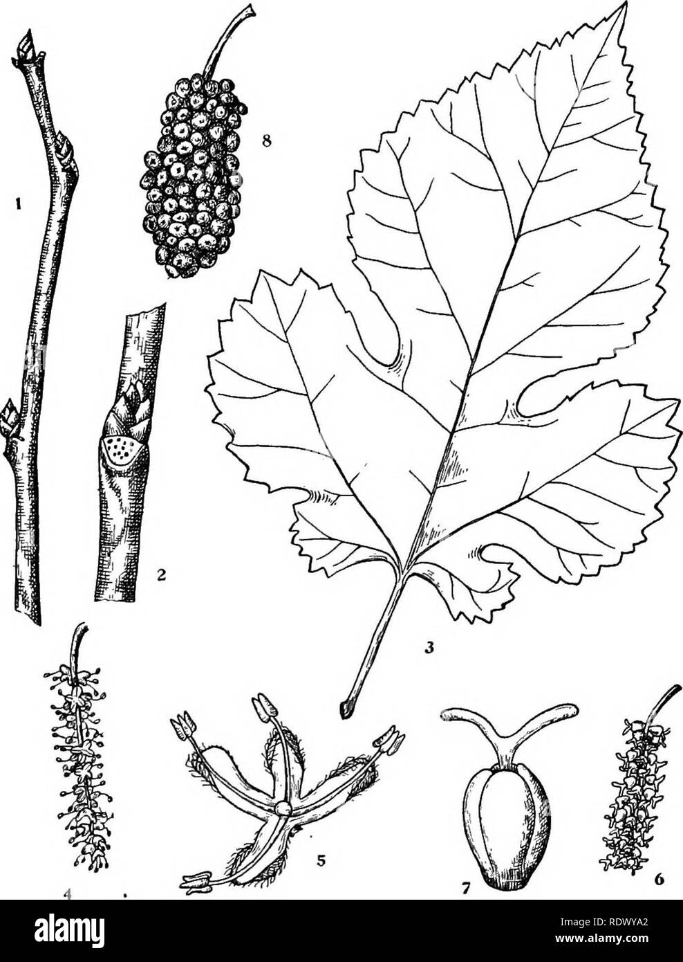 . Michigan trees; a handbook of the native and most important introduced species. Trees. Eed Mulberry. 1. Winter twig, x i. 2. Portion of twig, enlarged. 3. Leaf, X I. 4.. Spike of staminate flowers, 5. Staminate flower, enlarged. 6. Spike of pistillate flowers, j 7. Pistillate flower, enlarged. 8. Fruit, X I. — 134 —. Please note that these images are extracted from scanned page images that may have been digitally enhanced for readability - coloration and appearance of these illustrations may not perfectly resemble the original work.. Otis, Charles Herbert, 1886. Ann Arbor, The Regents Stock Photo