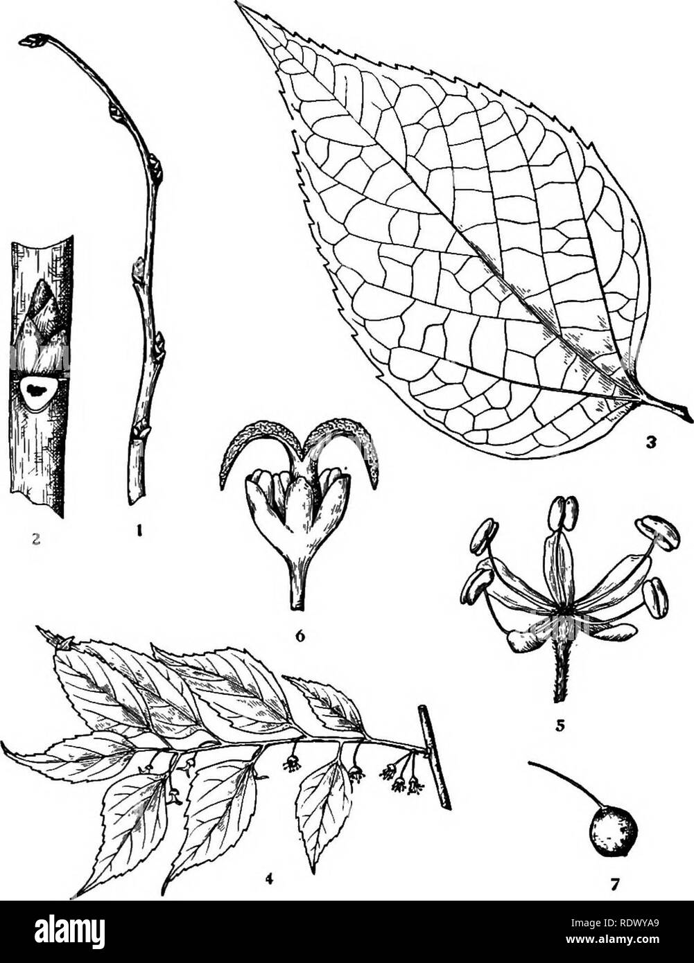 . Michigan trees; a handbook of the native and most important introduced species. Trees. Hackberry. Nettle-tree. Winter twig, x i. â Portion of twig, enlarged. Leaf, X J4. Flowering branchlet, x J4. Staminate flower, enlarged. Pistillate flower, enlarged. Fruit, X I. â 130 â. Please note that these images are extracted from scanned page images that may have been digitally enhanced for readability - coloration and appearance of these illustrations may not perfectly resemble the original work.. Otis, Charles Herbert, 1886. Ann Arbor, The Regents Stock Photo