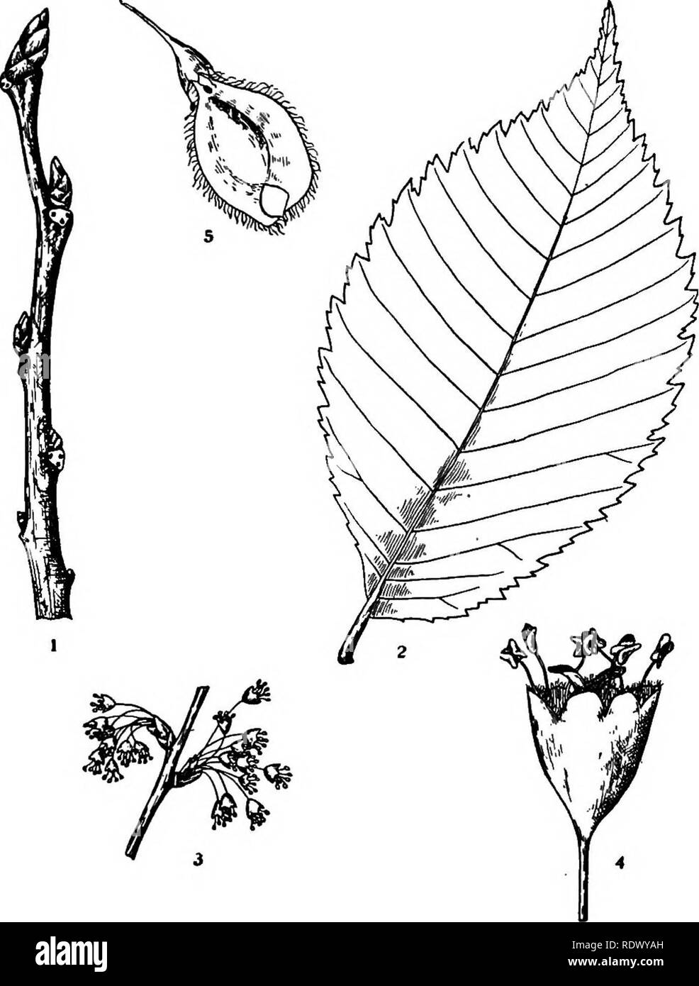 . Michigan trees; a handbook of the native and most important introduced species. Trees. White Elm. American Elm. Water Elm. 1. Winter twig, x 2. 2. Leaf, X Yi. 3. Flowering branchlet, x Yz. 4. Flower, enlarged. 5. Fruit, x 2. — 126 —. Please note that these images are extracted from scanned page images that may have been digitally enhanced for readability - coloration and appearance of these illustrations may not perfectly resemble the original work.. Otis, Charles Herbert, 1886. Ann Arbor, The Regents Stock Photo
