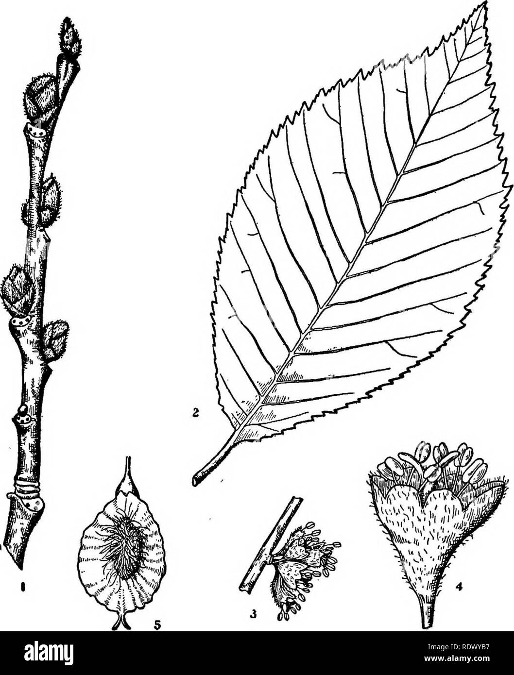 . Michigan trees; a handbook of the native and most important introduced species. Trees. Slippery Elm. Bed £Im. 1. Winter twig, x 2. 2. Leaf, X I. 3. Flowering branohlet, x i. 4. Perfect flower, enlarged. 5. Fruit, X I. —124 —. Please note that these images are extracted from scanned page images that may have been digitally enhanced for readability - coloration and appearance of these illustrations may not perfectly resemble the original work.. Otis, Charles Herbert, 1886. Ann Arbor, The Regents Stock Photo