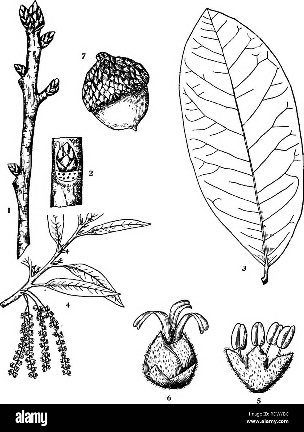 . Michigan trees; a handbook of the native and most important introduced species. Trees. Shingle Oak. 1. Winter twig, x 2. 2. Portion of twig, enlarged. 3. Leaf, X Yz. 4. Flowering branchlet, x Yz. 5. Staminate flower, enlarged. 6. Pistillate flower, enlarged. 7. Fruit, X I. — 120 —. Please note that these images are extracted from scanned page images that may have been digitally enhanced for readability - coloration and appearance of these illustrations may not perfectly resemble the original work.. Otis, Charles Herbert, 1886. Ann Arbor, The Regents Stock Photo