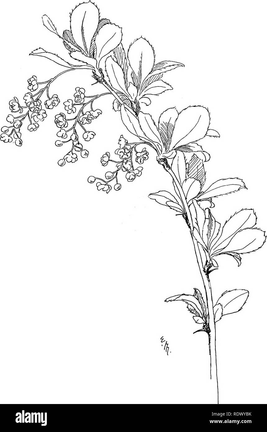 . Wild flowers of the north-eastern states: being three hundred and eight individuals common to the north-eastern United States. Botany. BARBERRY : Berberis vulgaris.. Please note that these images are extracted from scanned page images that may have been digitally enhanced for readability - coloration and appearance of these illustrations may not perfectly resemble the original work.. Miller, Ellen Bell (Robertson) 1859-; Whiting, Margaret Christine. New York [etc. ] G. P. Putnam's Sons Stock Photo