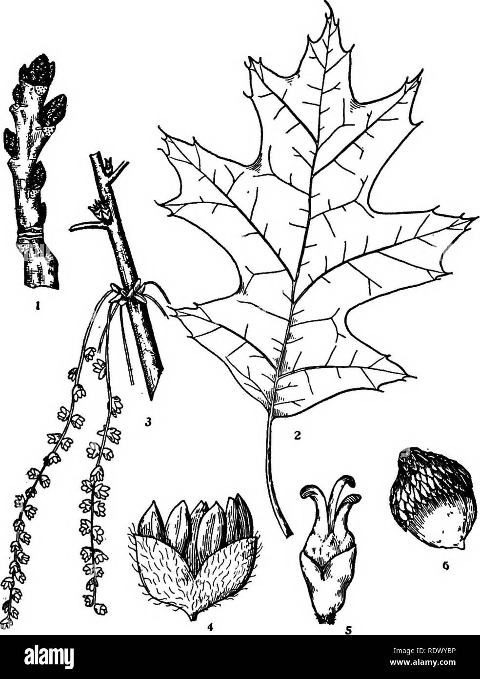 . Michigan trees; a handbook of the native and most important introduced species. Trees. Yellow Oak, Black Oak. 1. Winter twig, x i. 2. Leaf, X 54. 3. Flowering branchlet, x J^. 4. Staminate flower, enlarged. 5. Pistillate flower, enlarged. 6. Fruit, X I. — 116 —. Please note that these images are extracted from scanned page images that may have been digitally enhanced for readability - coloration and appearance of these illustrations may not perfectly resemble the original work.. Otis, Charles Herbert, 1886. Ann Arbor, The Regents Stock Photo