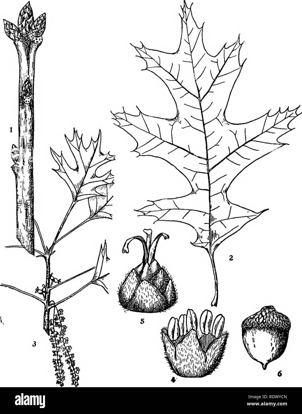 . Michigan trees; a handbook of the native and most important introduced species. Trees. Fin Oak. 1. Winter twig, x 3. 2. Leaf, X Y-i. 3. Flowering branchlet, x 5/2. 4. Staminate flower, enlarged. S- Pistillate flower, enlarged. 6. Fruit, X I. — 110 —. Please note that these images are extracted from scanned page images that may have been digitally enhanced for readability - coloration and appearance of these illustrations may not perfectly resemble the original work.. Otis, Charles Herbert, 1886. Ann Arbor, The Regents Stock Photo