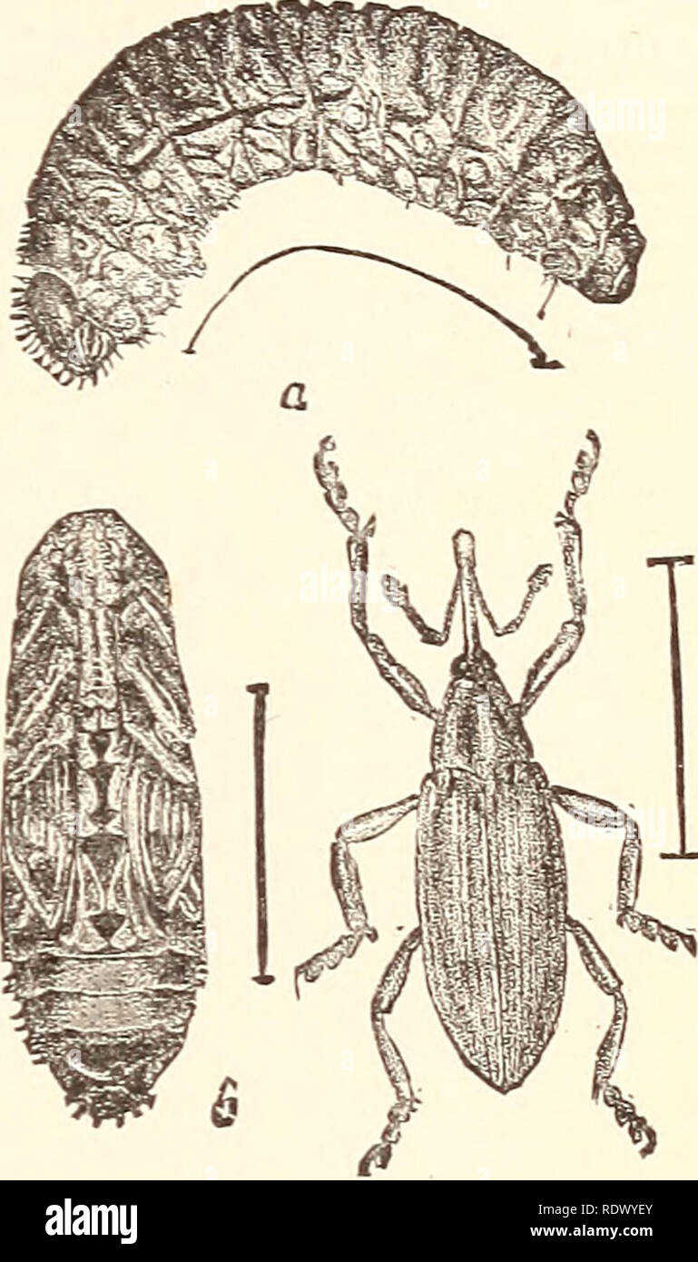 Splices Insects . Economic entomology for the farmer... THE INSECT WORLD. 231 Fig. 237 ...