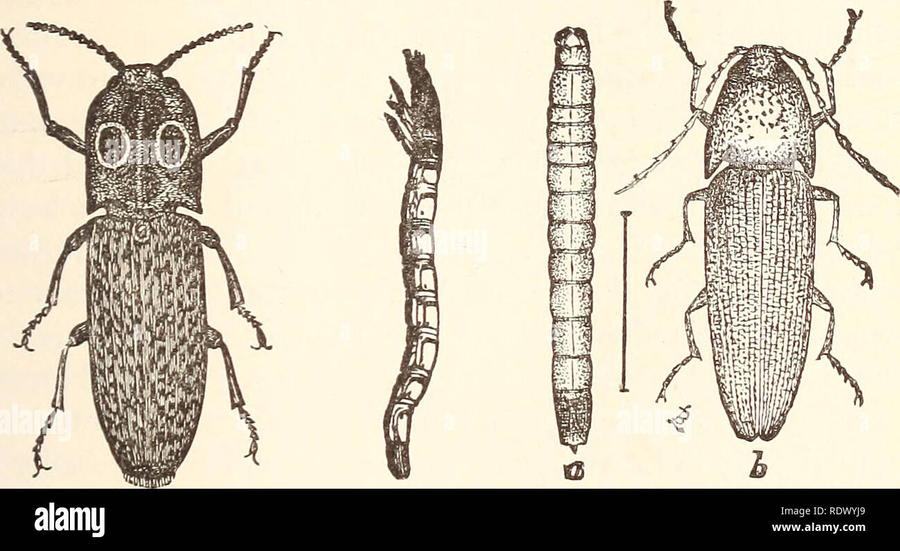 . Economic entomology for the farmer... THE INSECT WORLD. insect world. Scarcely a farmer can be found who has not been troubled to some extent by &quot;wire-worms,&quot; and many a remedy recommended as infallible has been tried and found wanting in actual practice. We have two series of species, one of which Fig. 165. Fig. 166. Fig. 167.. Fig. 165, the eyed Elater, Alans oculatus. Fig. i66, wood-boring wire-worm, from side- Fig. 167, a, larva; b, adult click-beetle. feeds in decaying wood, the other underground on the roots of plants ; of these the first may be left out of consideration alto Stock Photo