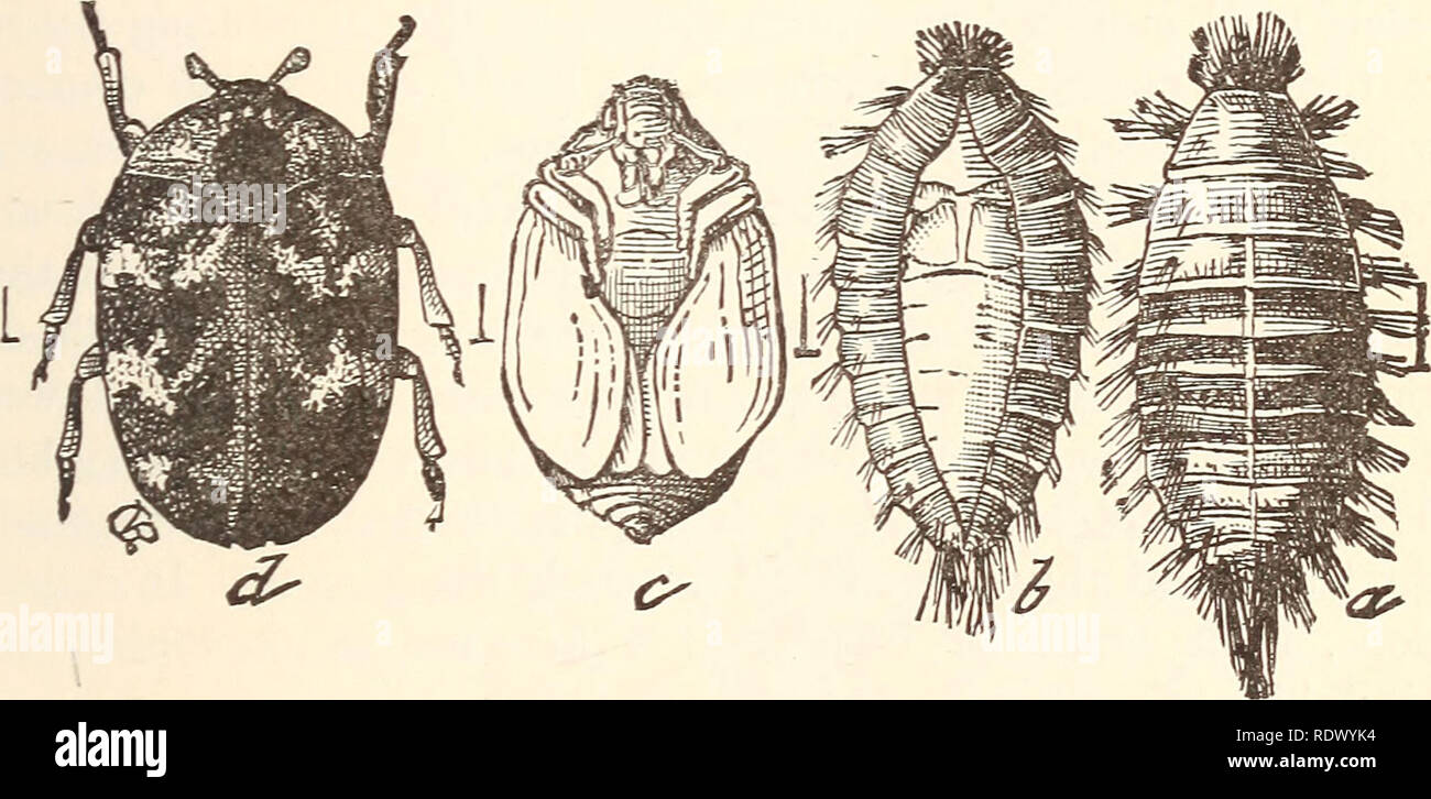 Entomological collections hi-res stock photography and images - Alamy