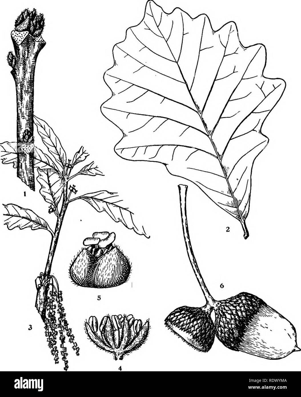 . Michigan trees; a handbook of the native and most important introduced species. Trees. Swamp White Oak. Swamp Oak. 1. Winter twig, x 2. 2. Leaf, X J4. 3. Flowering branchlet, x J4. 4. Staminate flower, enlarged. 5. Pistillate flower, enlarged. 6. Fruit, X I. — 104 —. Please note that these images are extracted from scanned page images that may have been digitally enhanced for readability - coloration and appearance of these illustrations may not perfectly resemble the original work.. Otis, Charles Herbert, 1886. Ann Arbor, The Regents Stock Photo