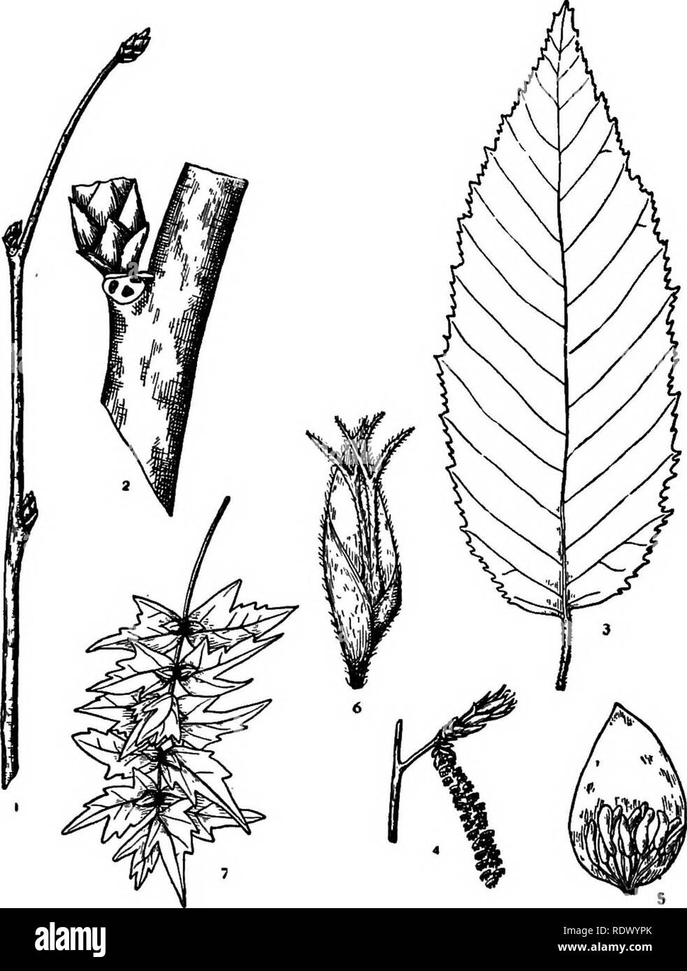 . Michigan trees; a handbook of the native and most important introduced species. Trees. Blue Beech. Water Eeech. 1. Winter twig, x i. 2. Portion of twig, enlarged. 3. Leaf, X I. 4. Flowering branchlet, x V^. 5. Staminate ilower, enlarged. 6. Pistillate flower, enlarged. 7. Fruit, X Yi. — 82 —. Please note that these images are extracted from scanned page images that may have been digitally enhanced for readability - coloration and appearance of these illustrations may not perfectly resemble the original work.. Otis, Charles Herbert, 1886. Ann Arbor, The Regents Stock Photo